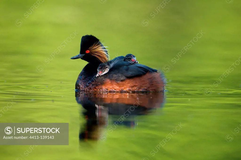 Black-necked grebe male bird with two chicks on the back