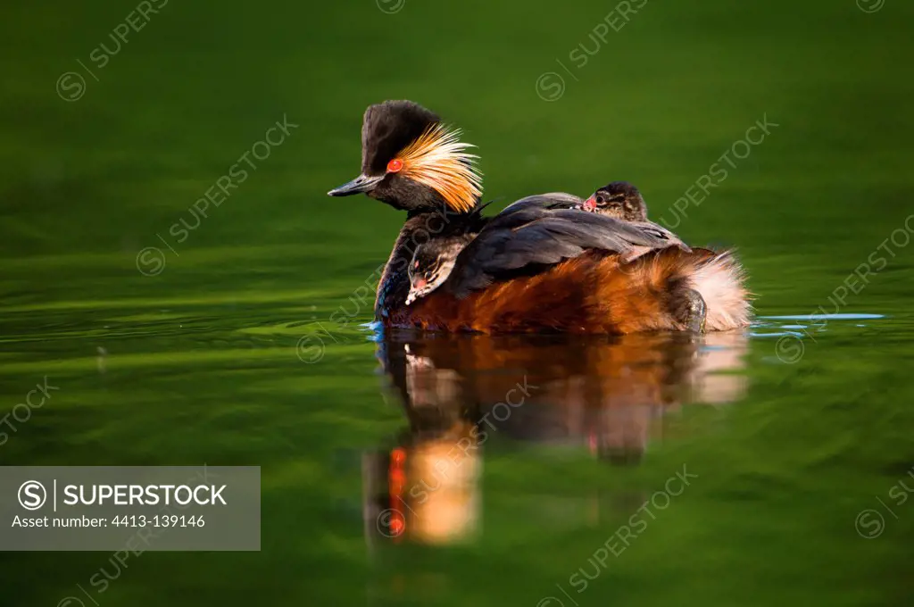 Black-necked grebe male bird with two chicks on the back
