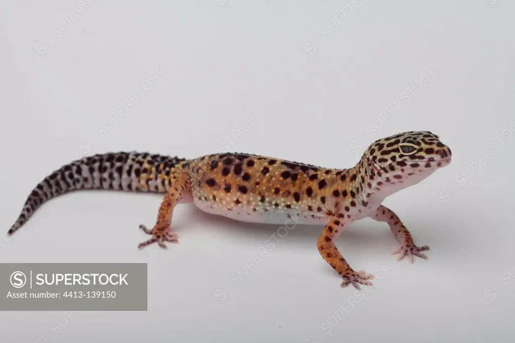 Common Leopard gecko on white background