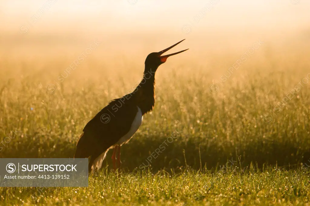 Black stork standing and crying in moist meadow Bavaria