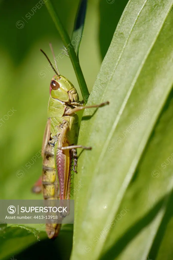 Portrait of a Meadow grasshopper hung to a leaf