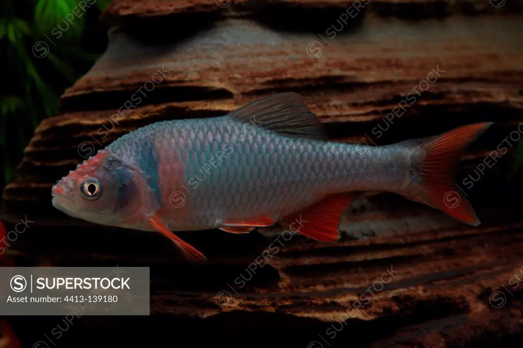 Red shiner male with bridal buttons on the head
