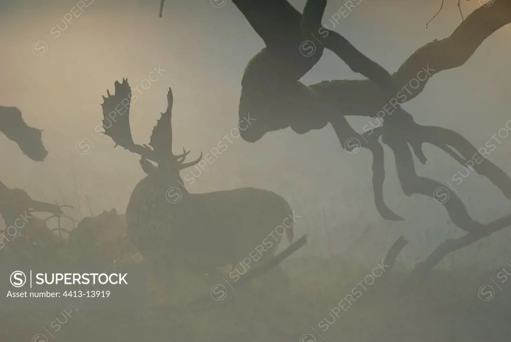 Silhouette of a male Fallow Deer in the fog