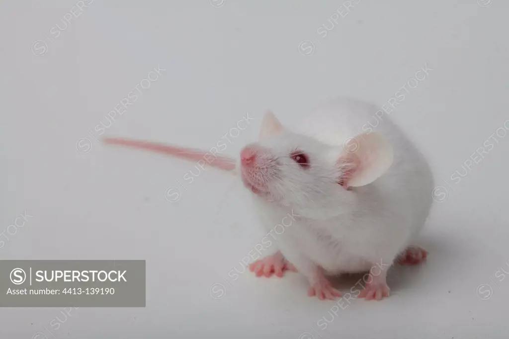 White House Mouse on white background