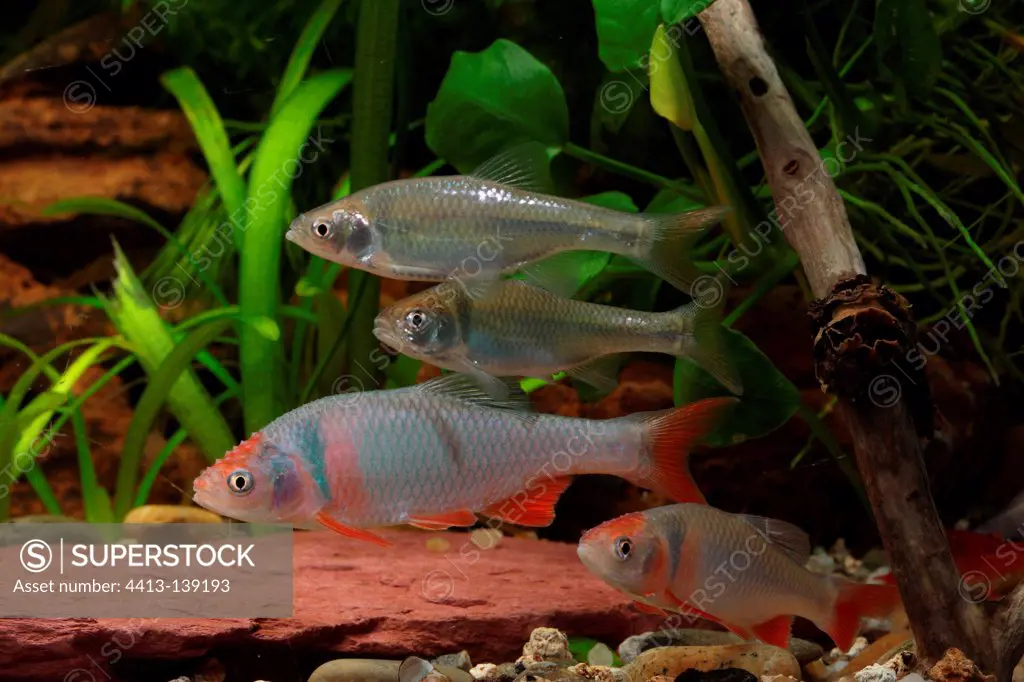 Red shiner males and females in aquarium