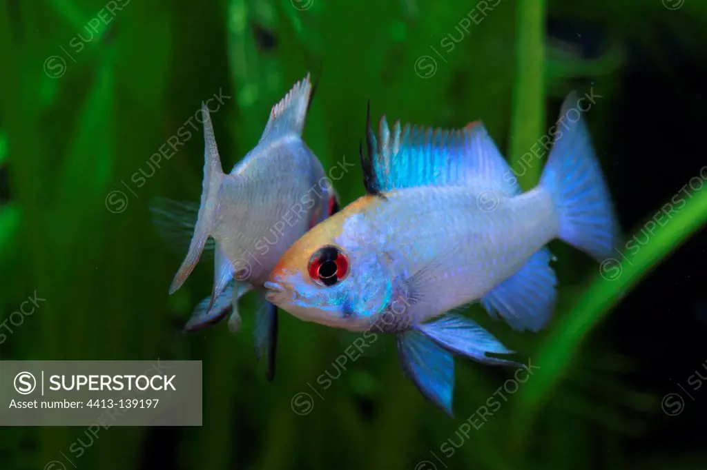 Metallic blue Ramirezi Tropical freshwater aquarium