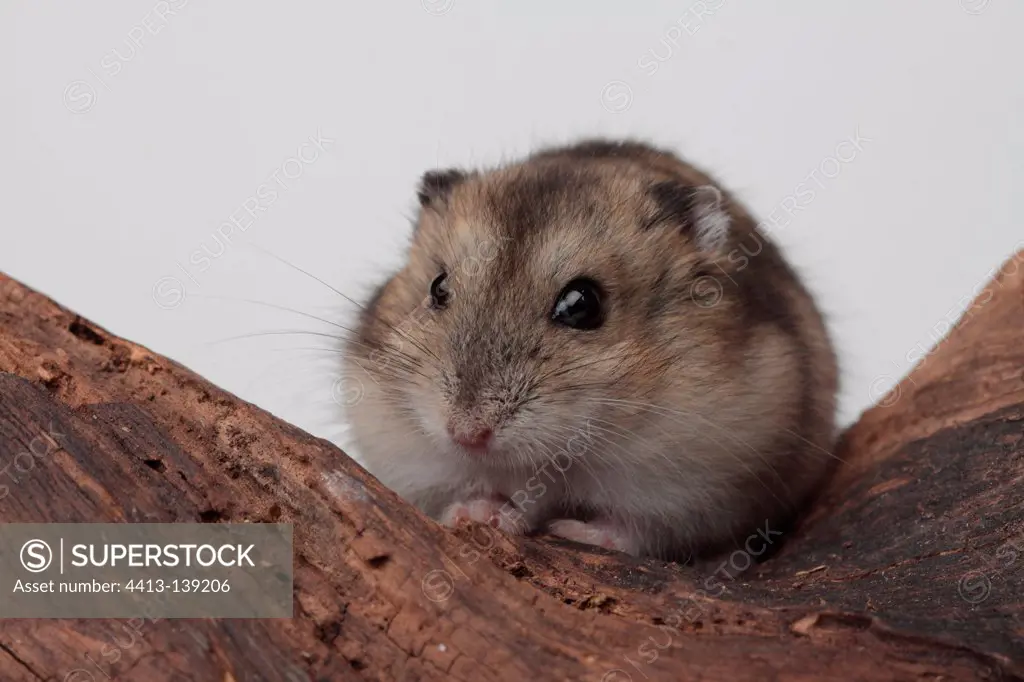 Russian hamster on wood on white background