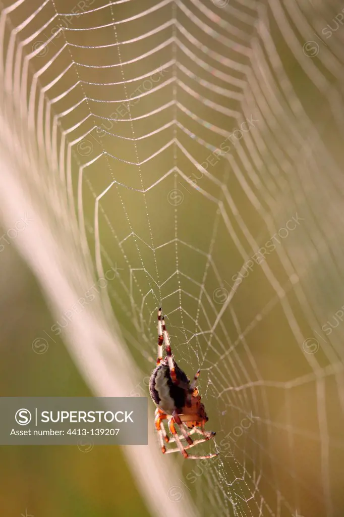 Epeira marbled on its web Alsace France