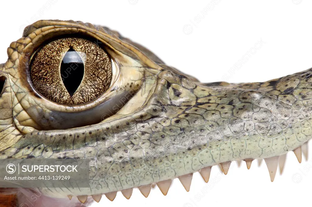 Detail of a eye of a young Common Caiman