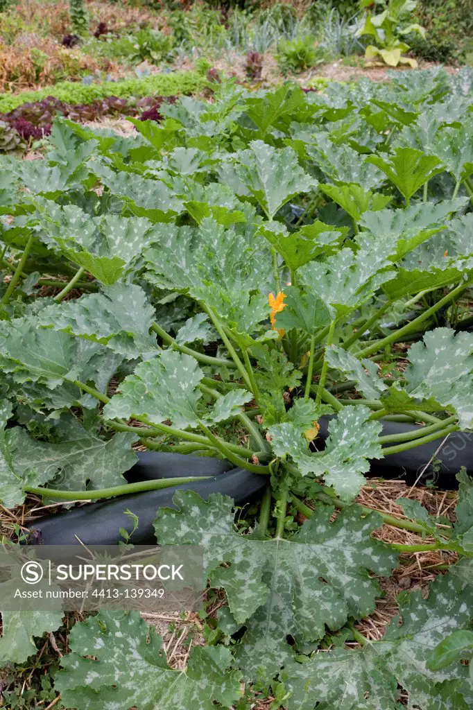 Zucchinies in an organic kitchen garden