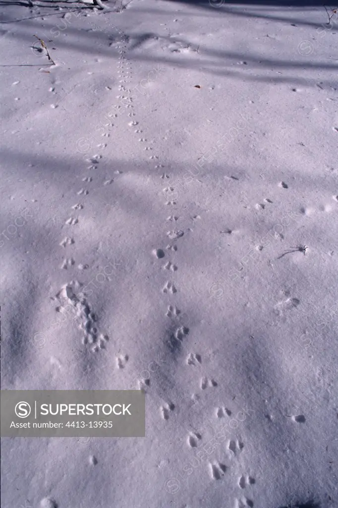 Prints in the snow of paws of Yellow-necked mouse