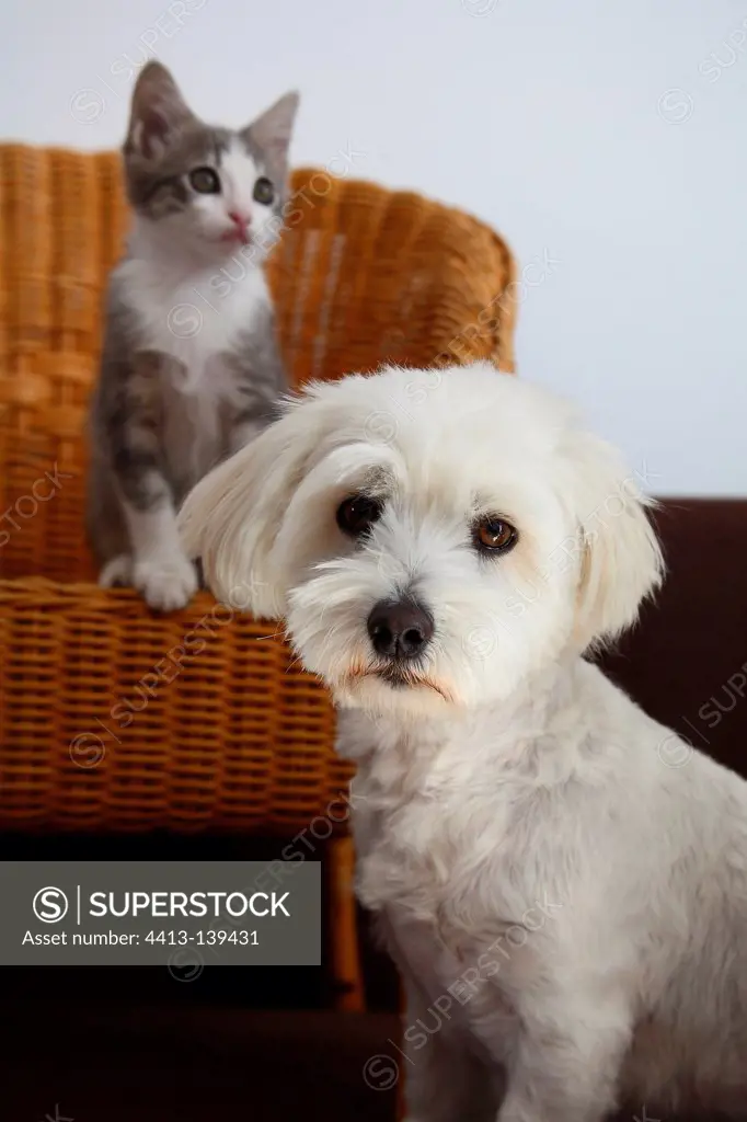 Coton de Tulear and Kitten sitting on a wicker chair