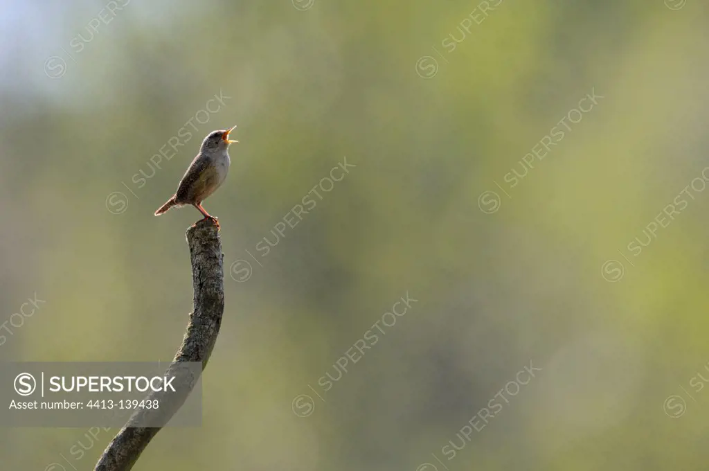 Eurasian Wren singing perched on a branch