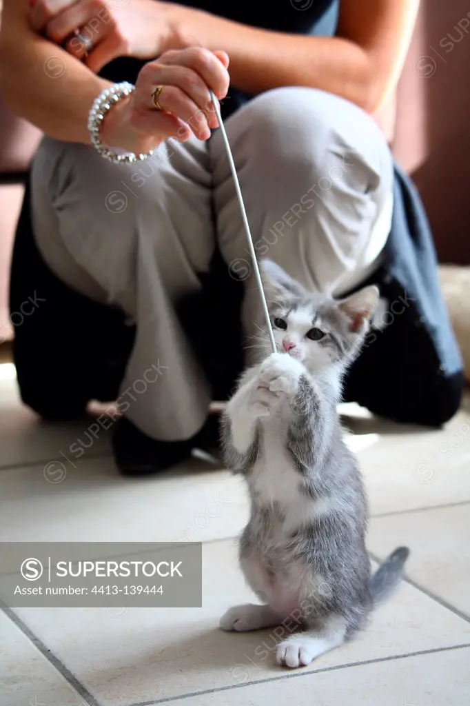 Kitten standing on the floor playing with a woman France