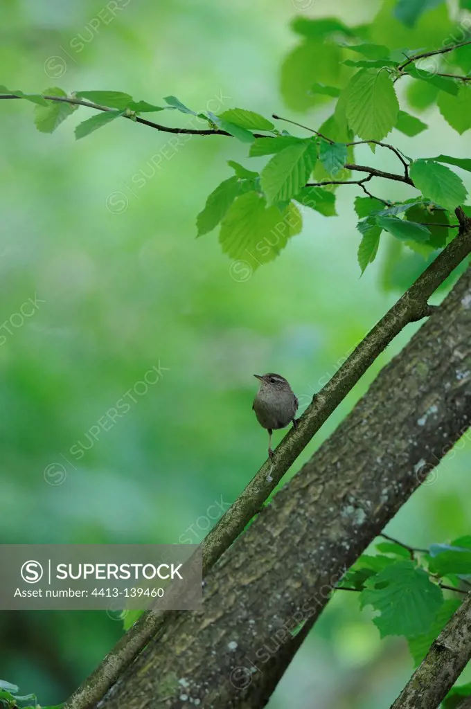 Winter Wren perched on a branch