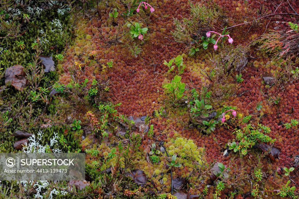 Lichens and moss flowers on the Lofoten Islands in Norway