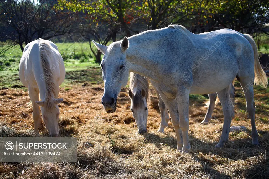 Horses eating hay on the ground in a meadow France