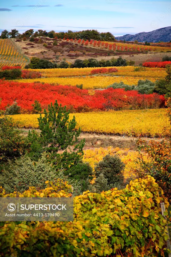 Agricultural landscape in autumn Provence France