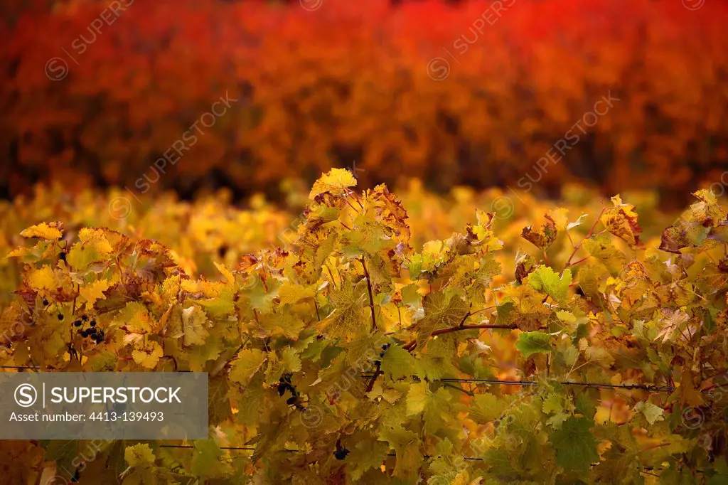 Fall Foliage Vine Provence France
