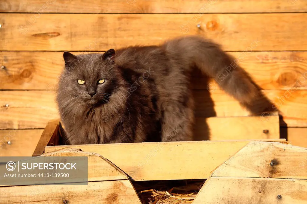 Long-haired gray cat in a wooden box France
