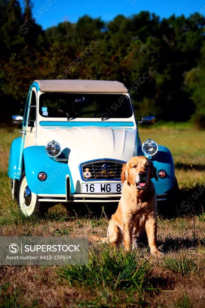 Golden Retriever sitting in front of a 2CV in a meadow France
