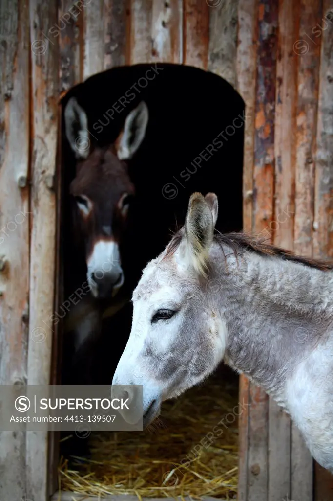 Donkeys to their stable France