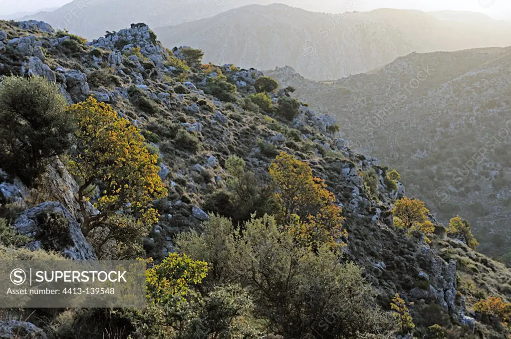 Mountain landscape and Mediterranean vegetation in Crete