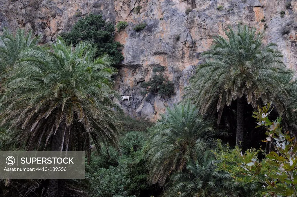 Palm trees in the gorges in Crete