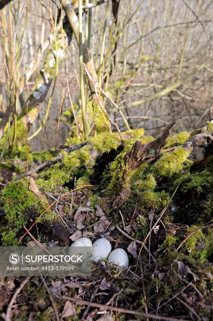 Mallard duck eggs in the nest Lorraine France