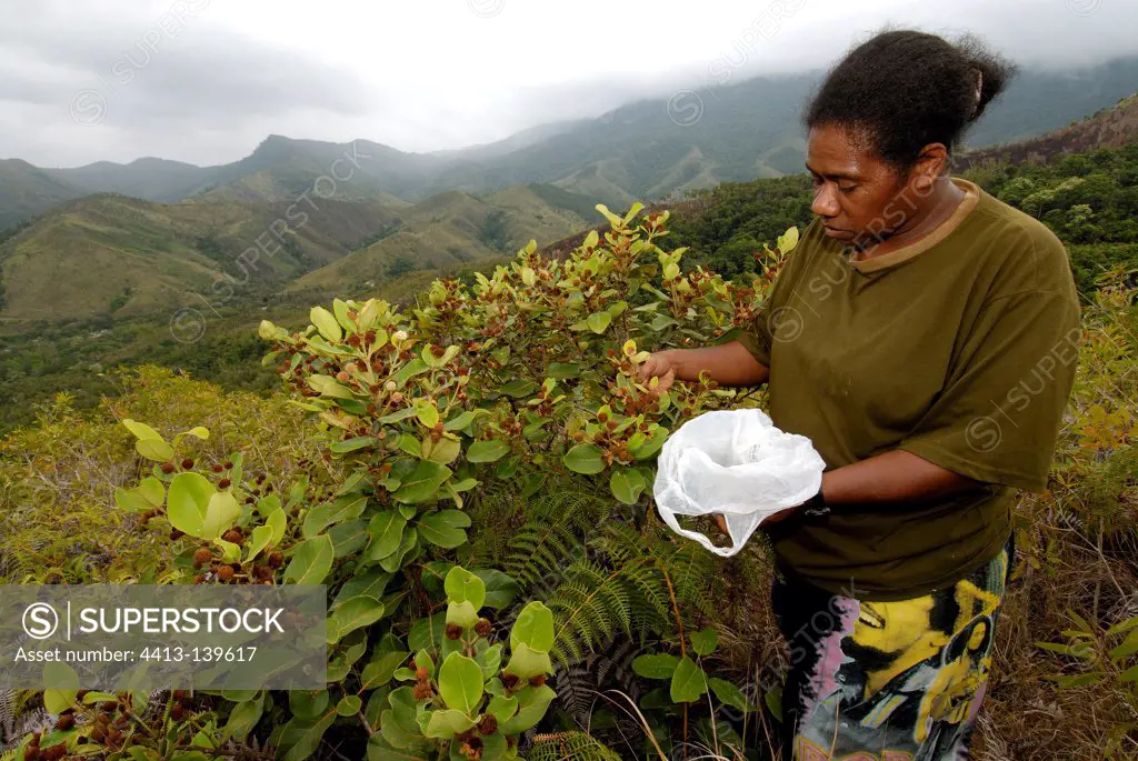 Kanak woman harvesting seeds Codia NC