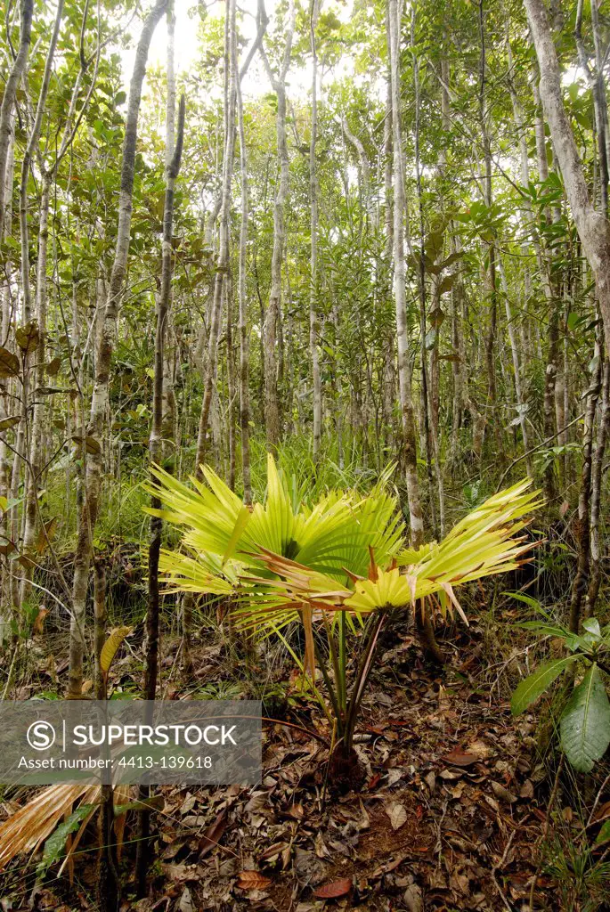 Palm undergrowth of rainforest in New Caledonia