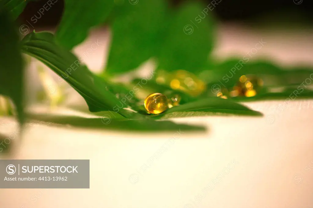 Drops of anti-wrinkle huite on leaves
