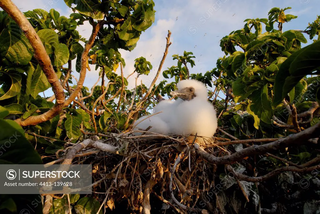 Young Red-footed Booby on its nest in NC
