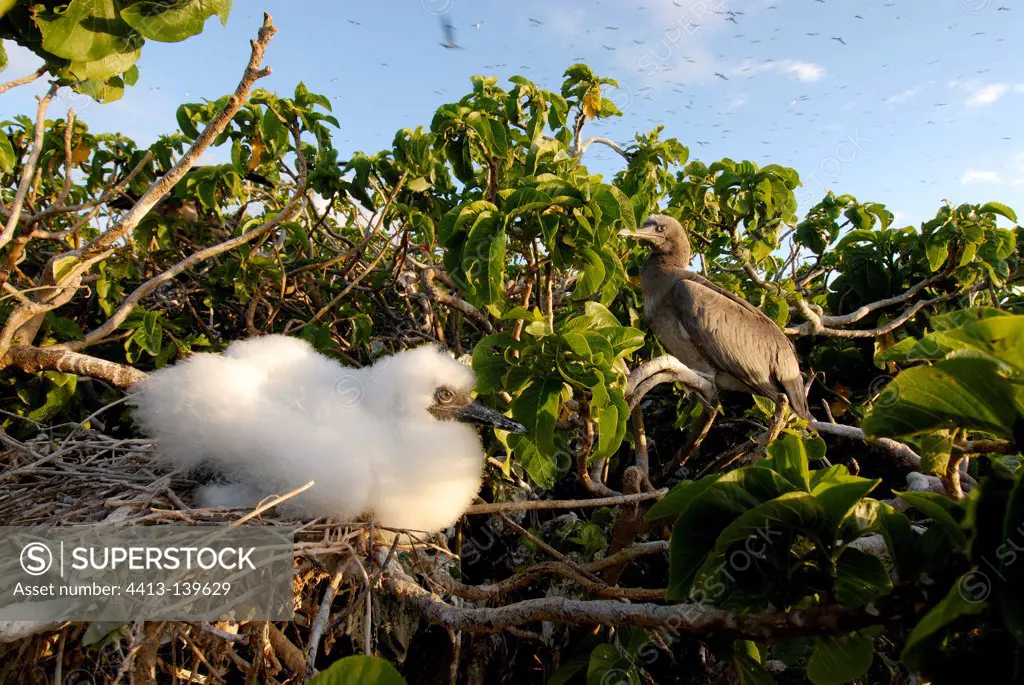 Young Red-footed Booby on its nest in NC
