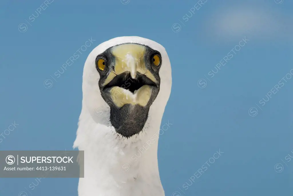 Portrait of an adult Masked Booby on the Huon island in NC
