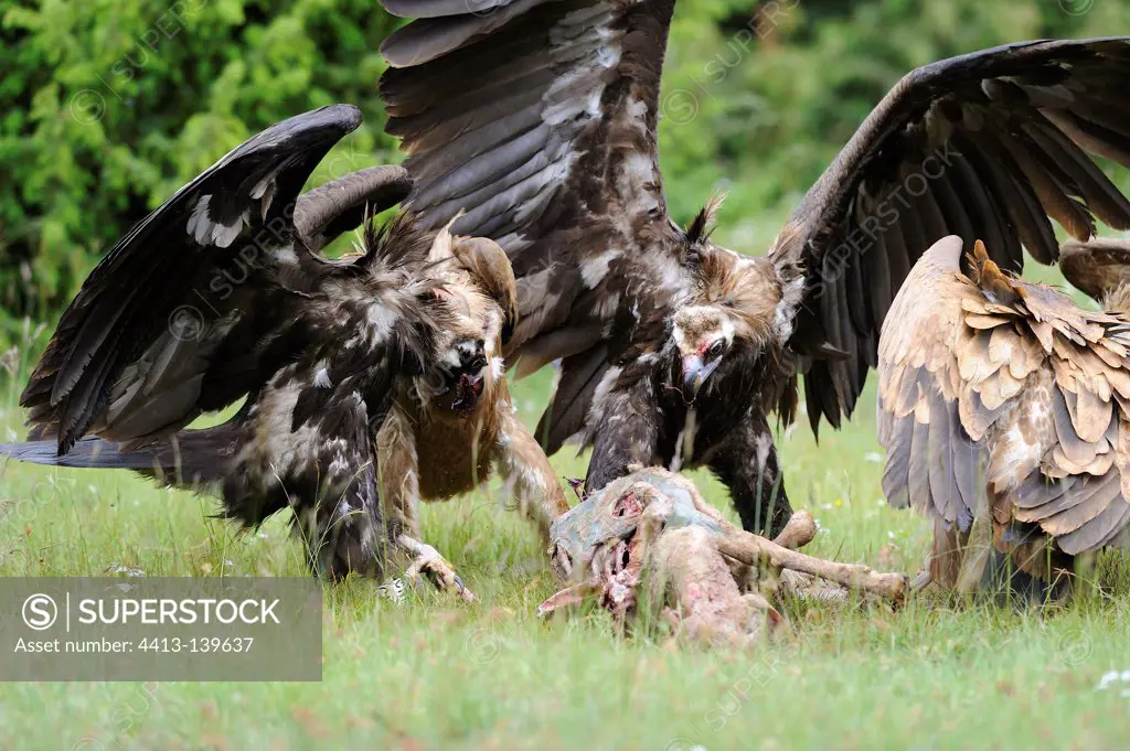 Griffon Vultures and Monk Vultures over carcasses of sheep