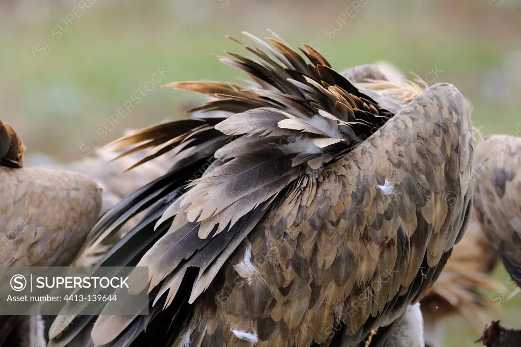 Griffon Vulture grooming on ground Causse France