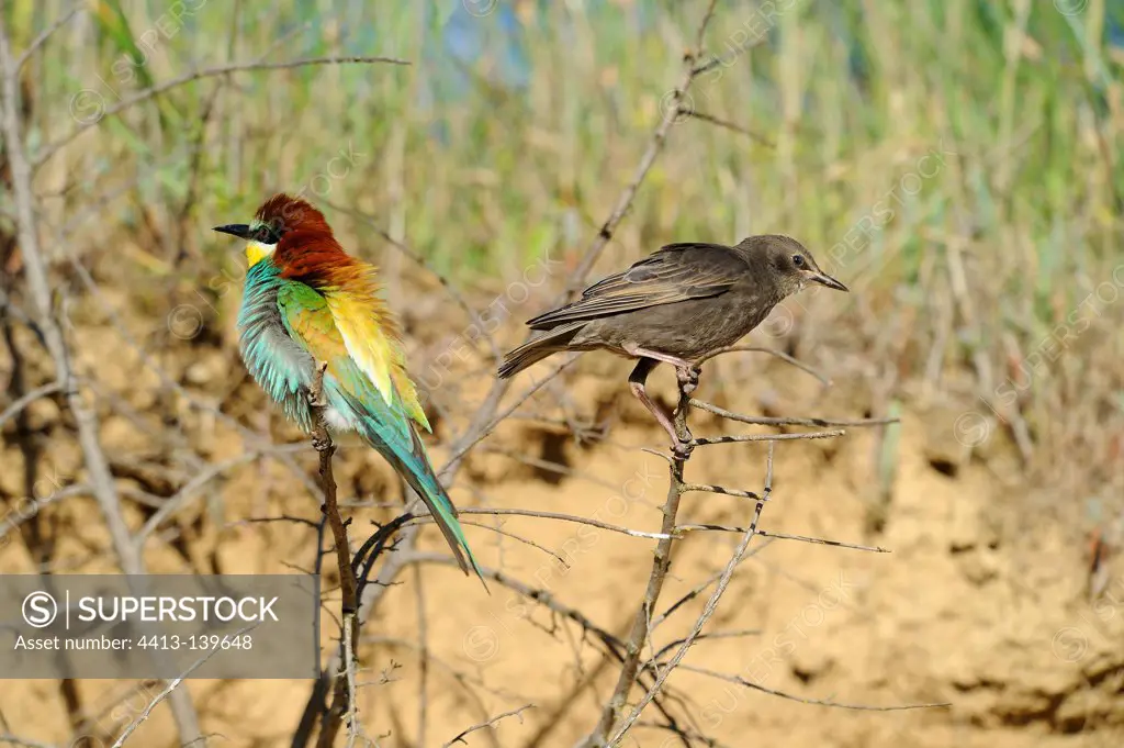 European Bee-eater and Starling juvenile France
