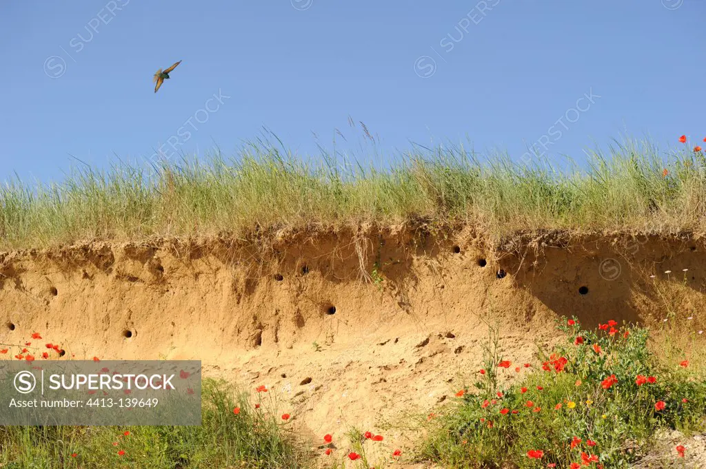Colony of European Bee-eater in a sandy cliff France