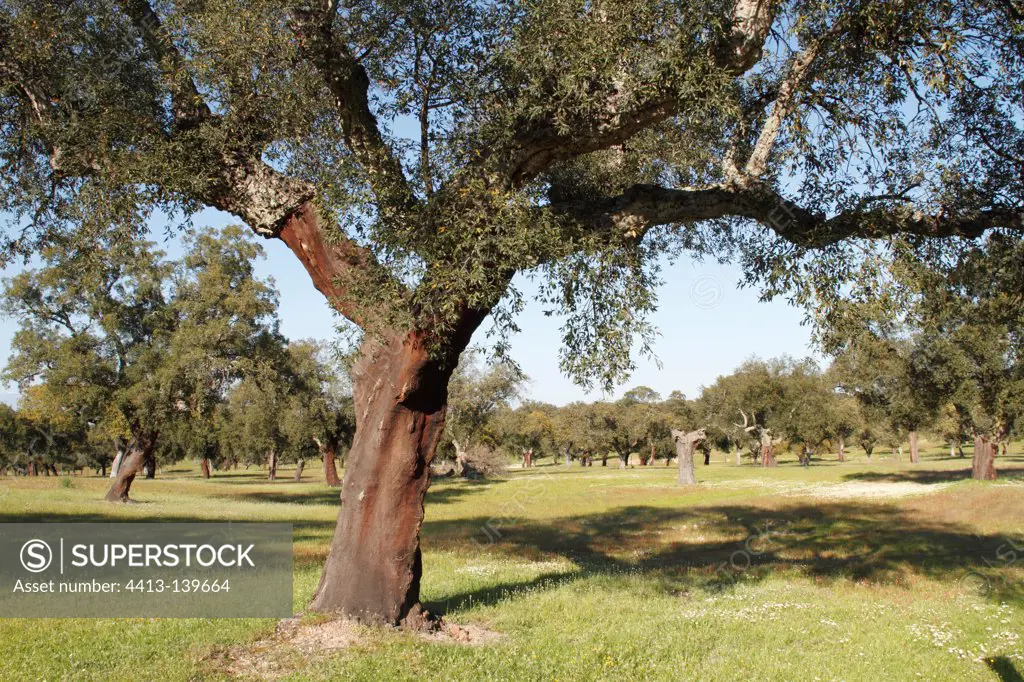 Cork oak in dehesa PN Monfragüe Spain