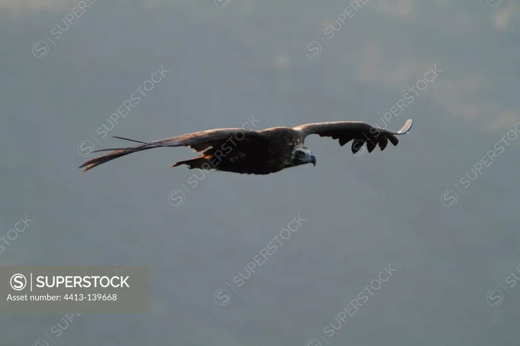 Monk Vulture in flight Sierra Monfragüe Spain