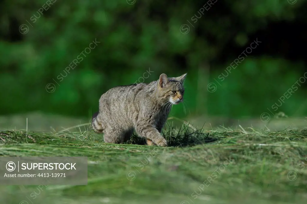 Wildcat going in the grass Vosges France
