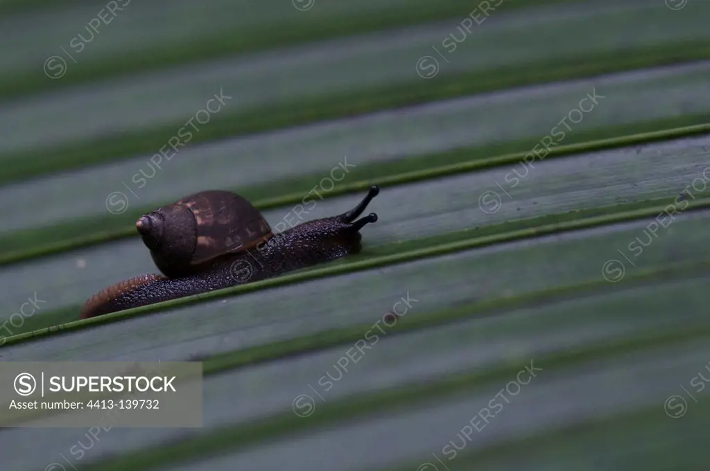 Land snail at Maha Seychelles