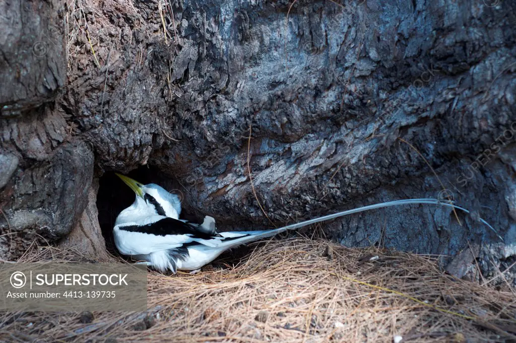Red-billed Tropicbird brooding Cousin Island Seychelles