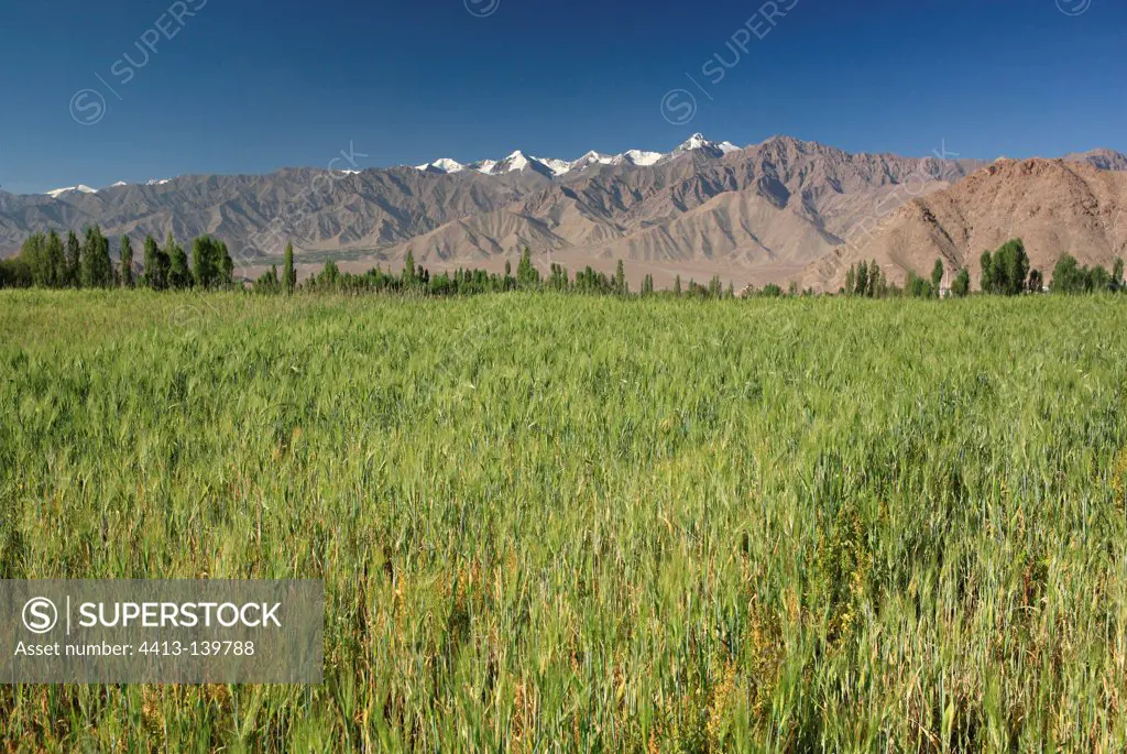 Field of Barley and summits Leh Ladakh Himalayas India