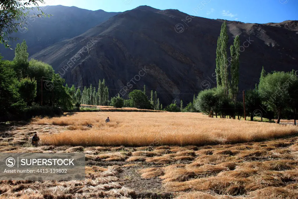 Barley harvest Tingsmogang Ladakh Himalayas India