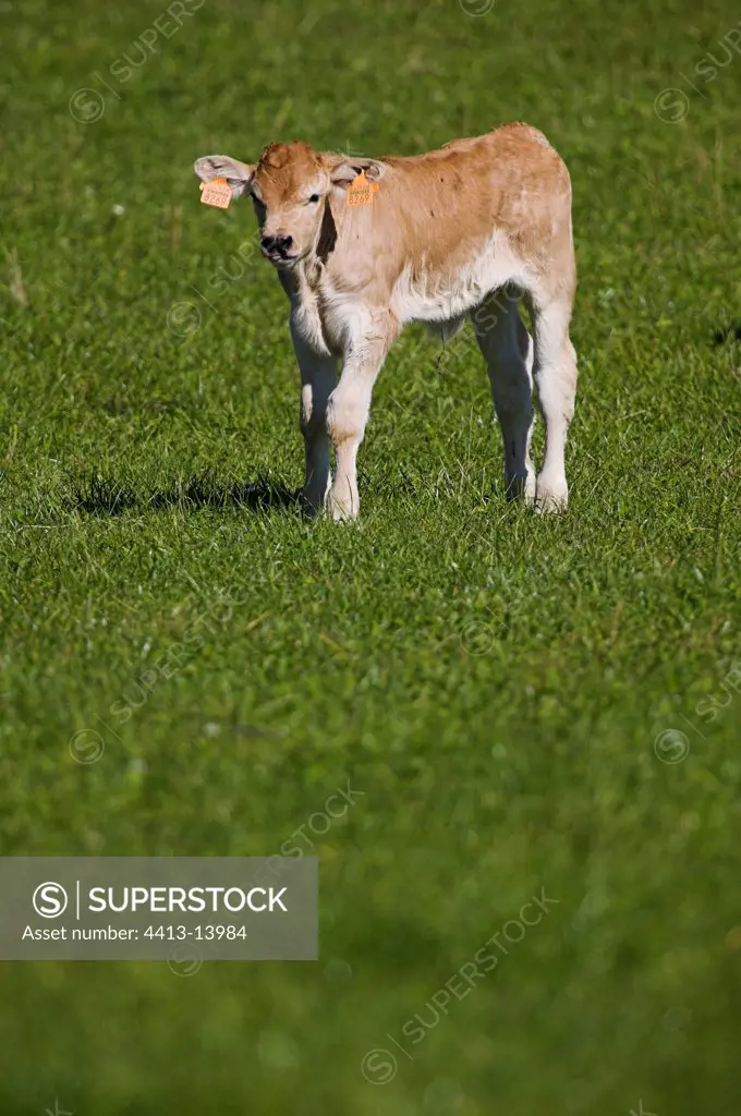 Veal in a meadow