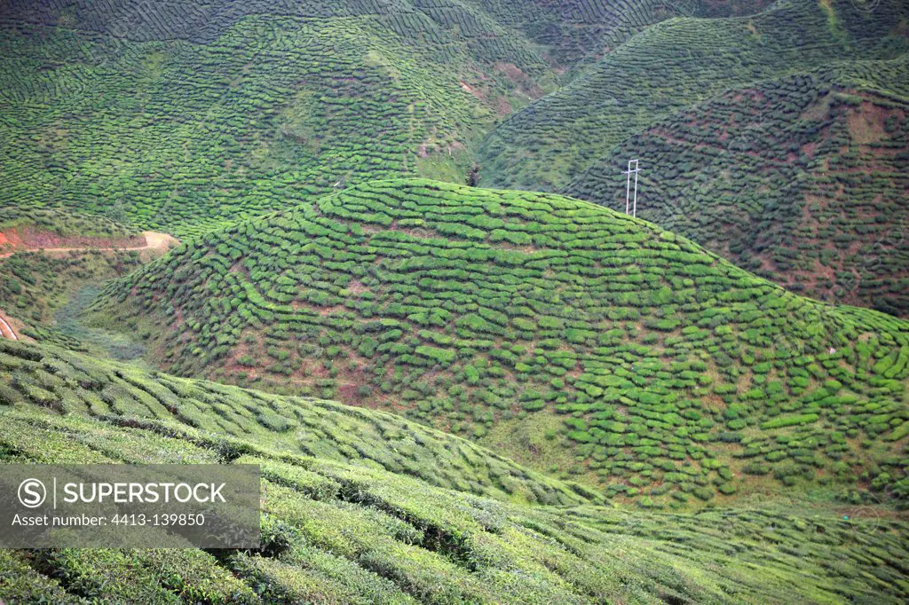 Tea Plantation in terrace Cameron Highland Malaysia