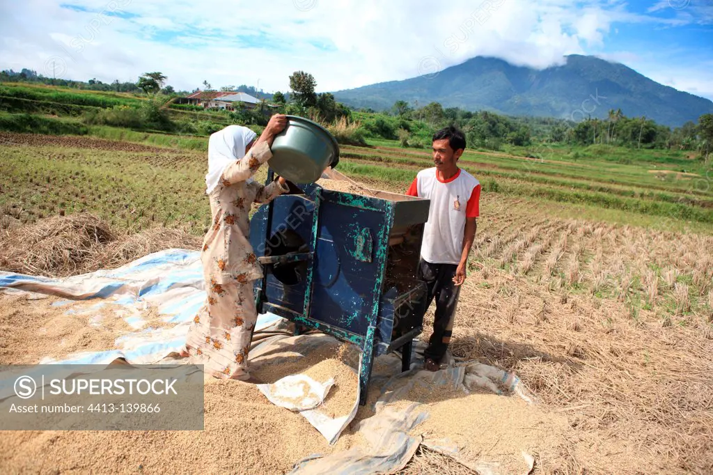 Threshing rice near Bukittinggi Sumatra