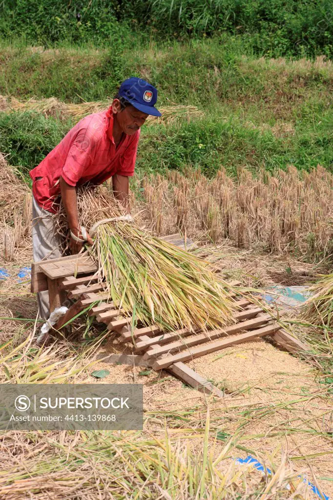 Threshing rice near Bukittinggi Sumatra